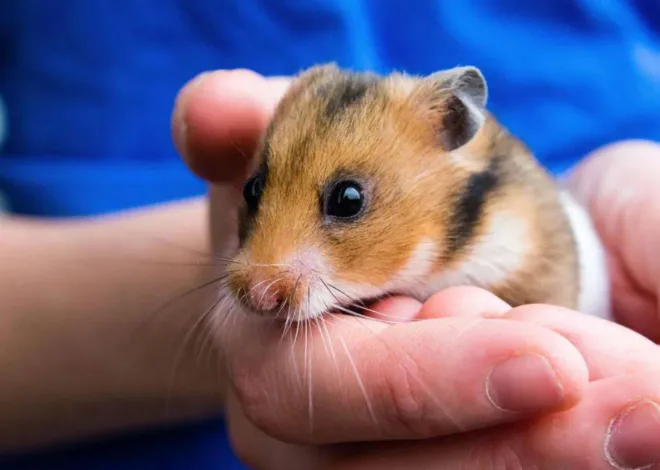 132 hamster yüzünden uçak 4 gün boyunca havalanamadı