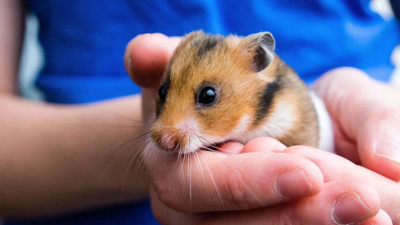 132 hamster yüzünden uçak 4 gün boyunca havalanamadı